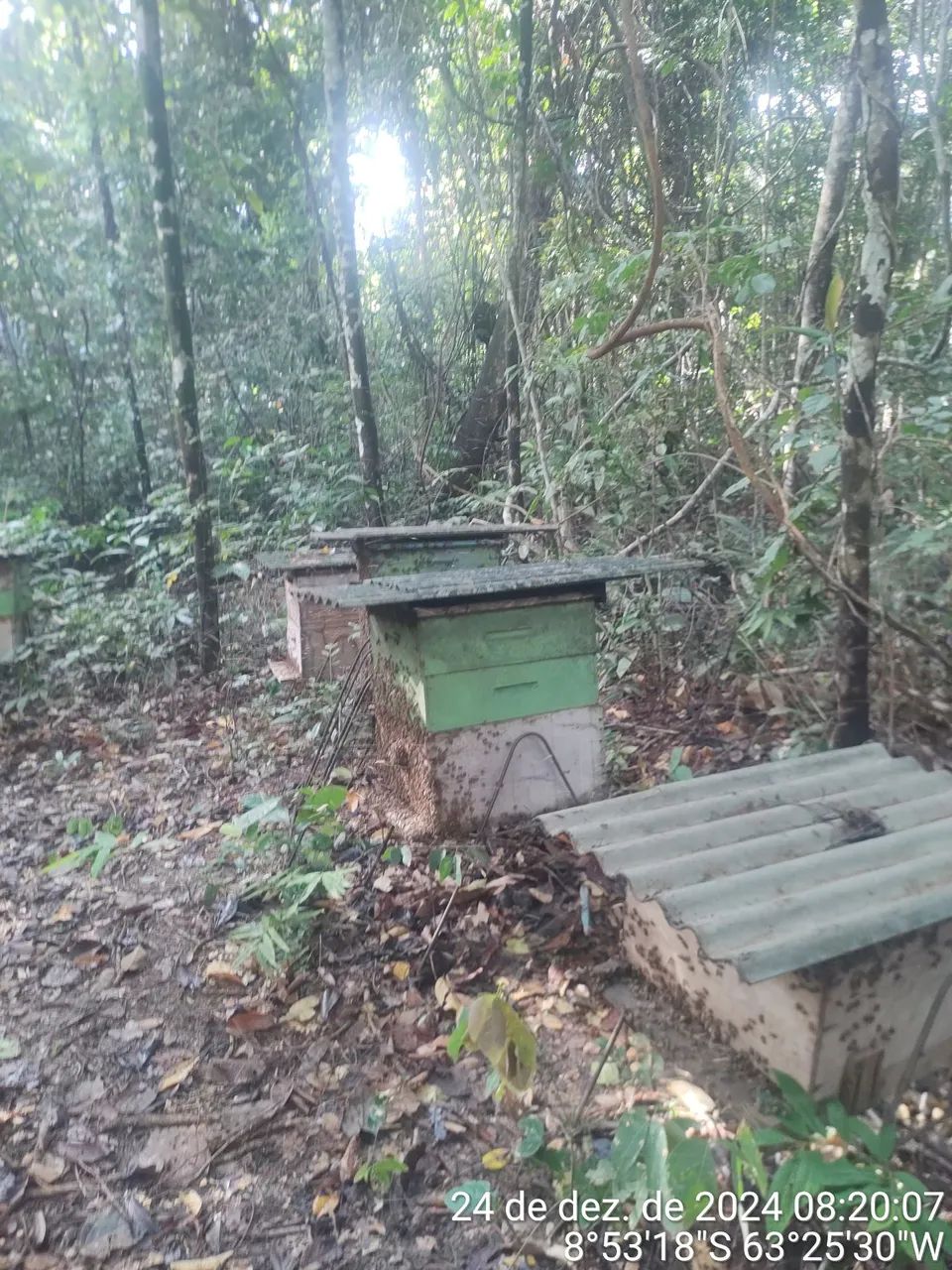 Mel Apiário próprio  - Foto 5