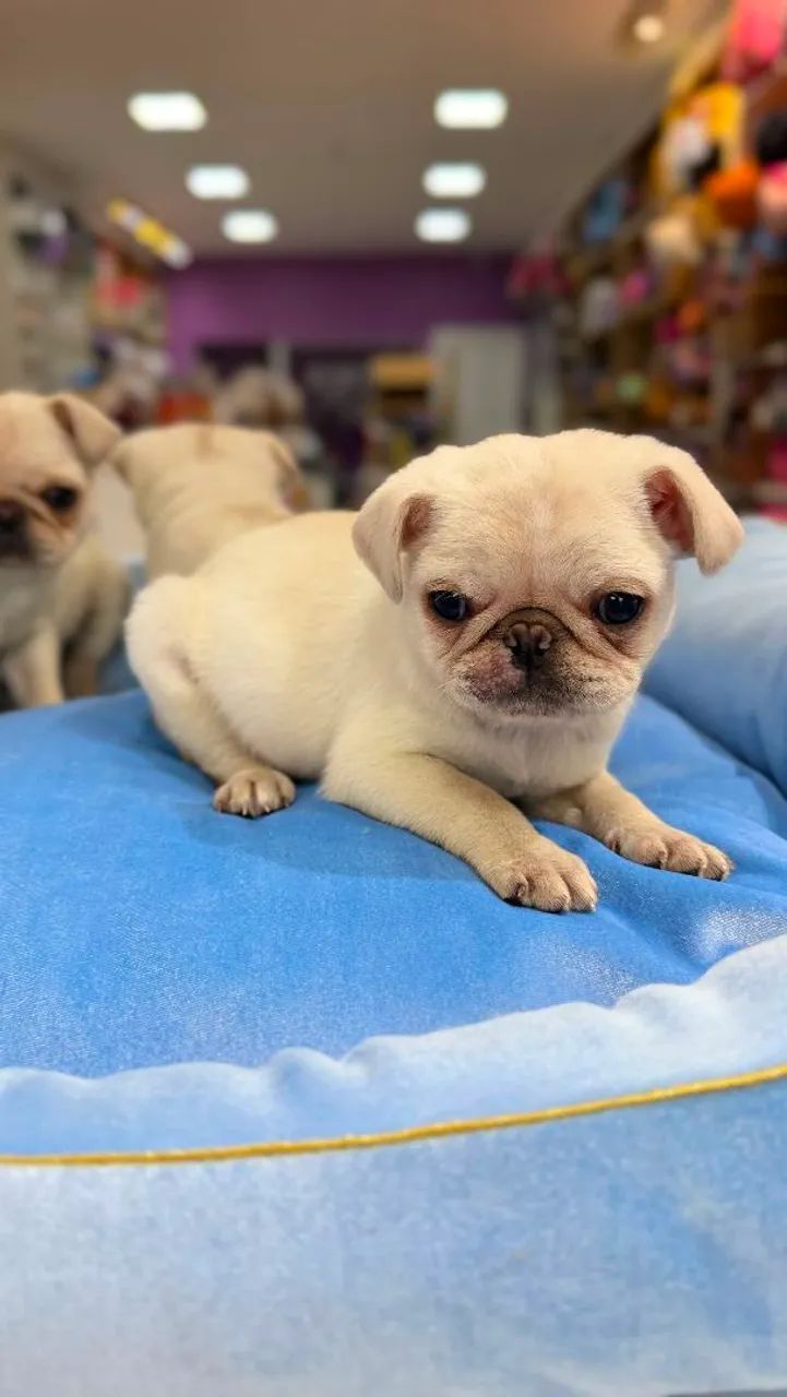 Pug macho 