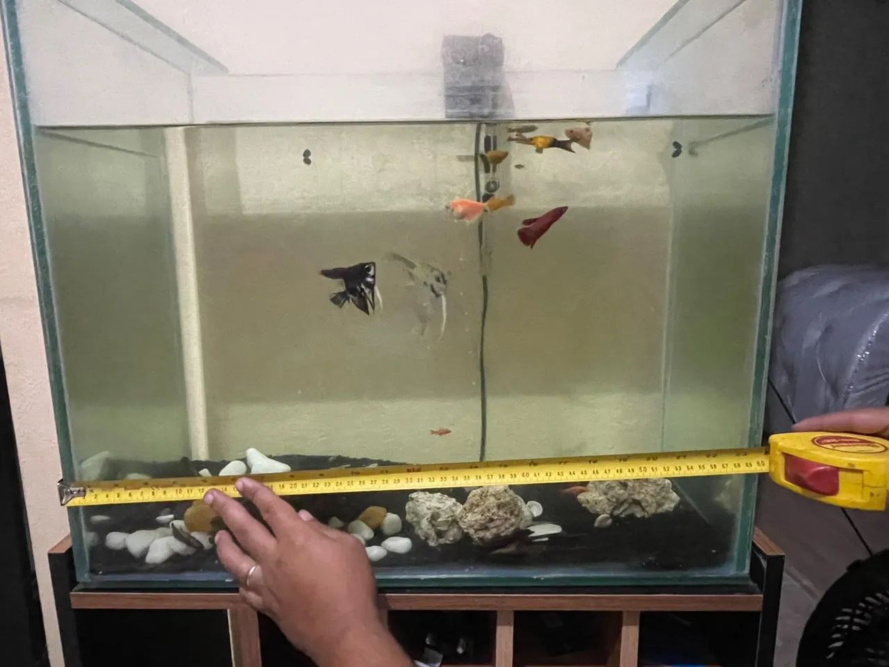Aquário  - Foto 4
