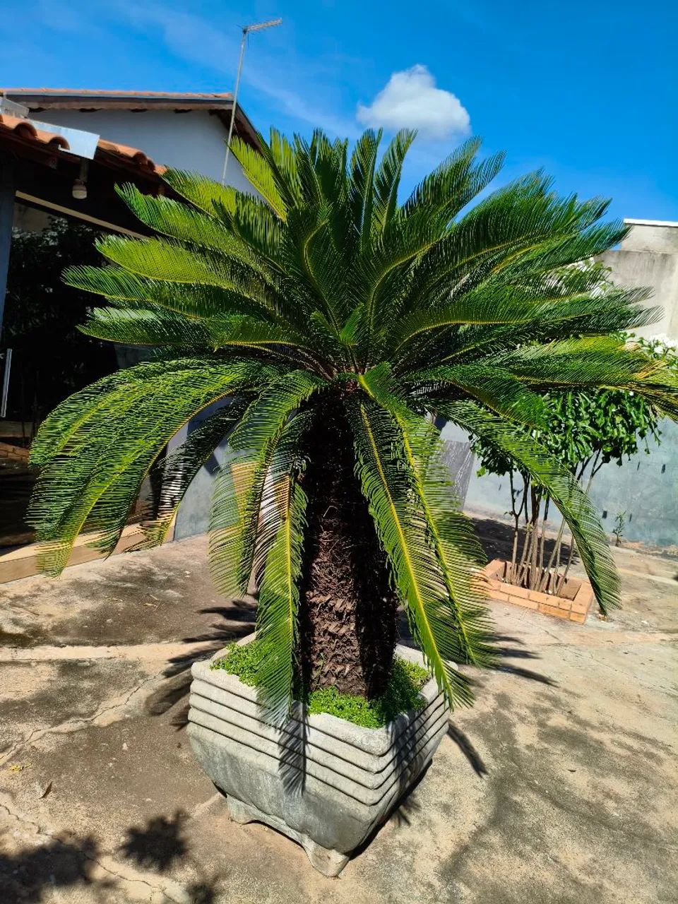 Cica adulta grande (Cycas revoluta) - oportunidade - Foto 3