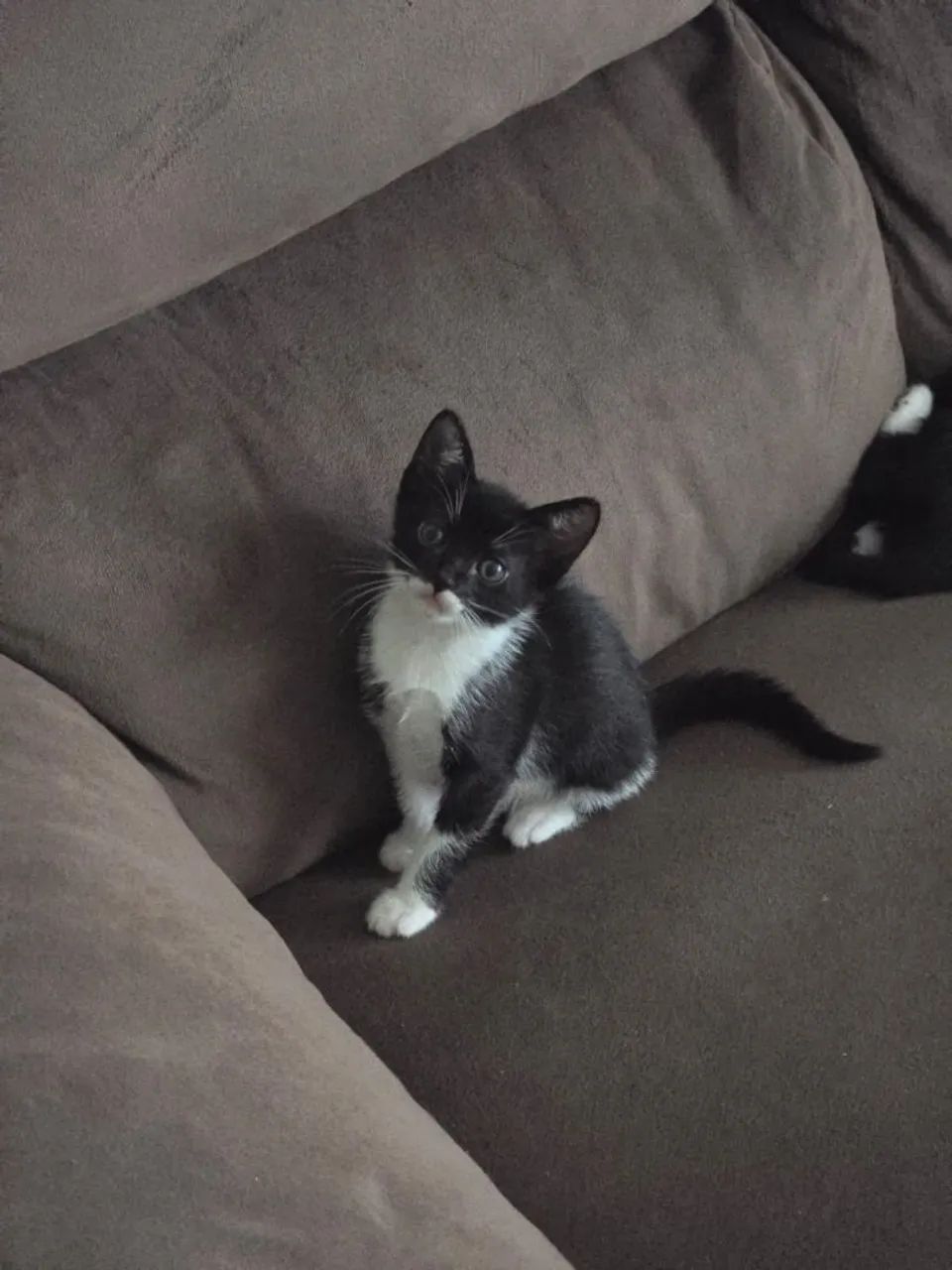 Doação de gato - Foto 4