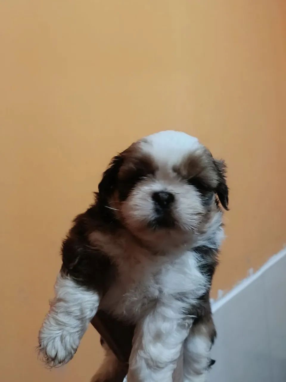 Shitzu macho lindo 