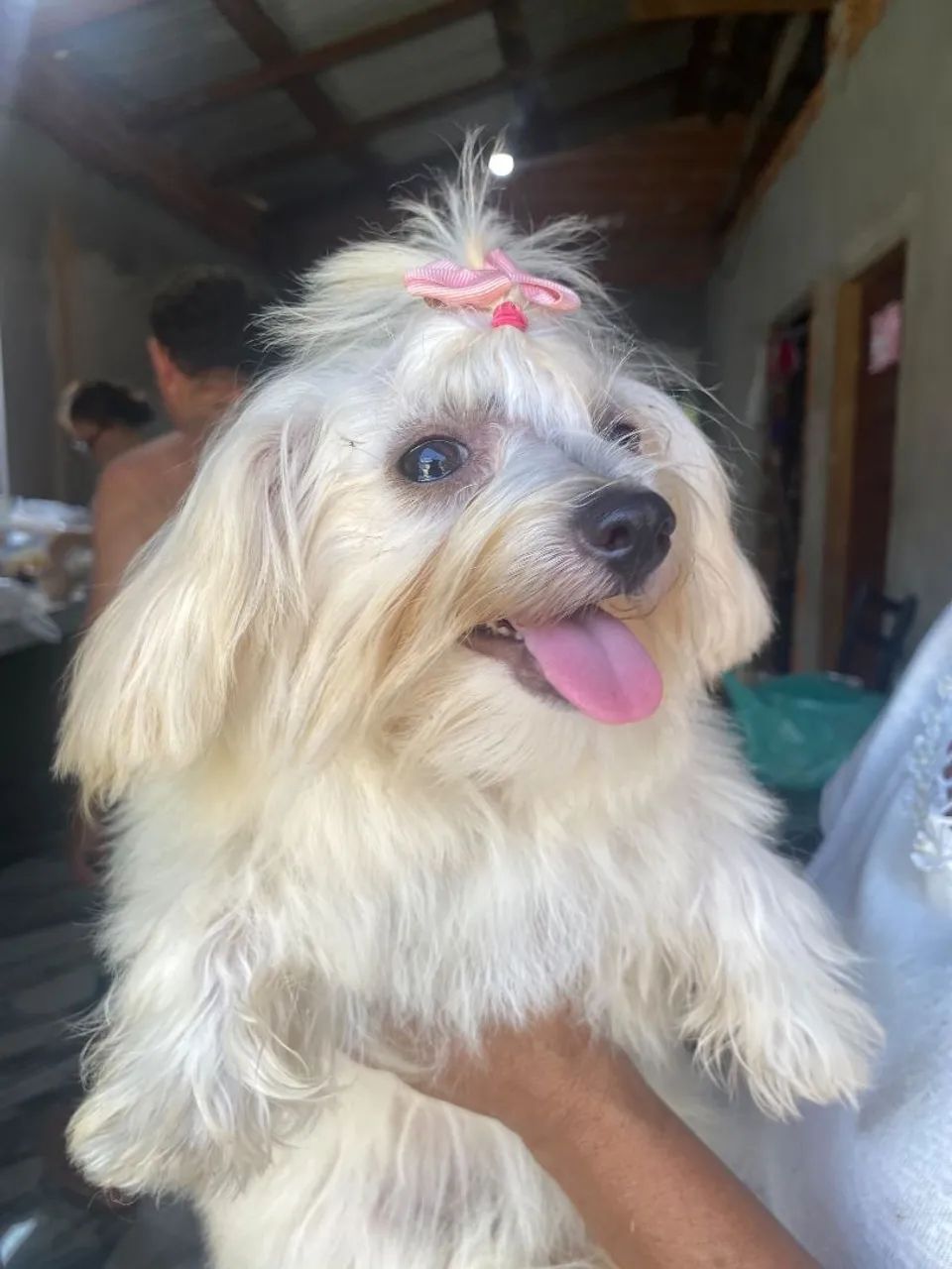 vende-se maltês mini - Foto 3