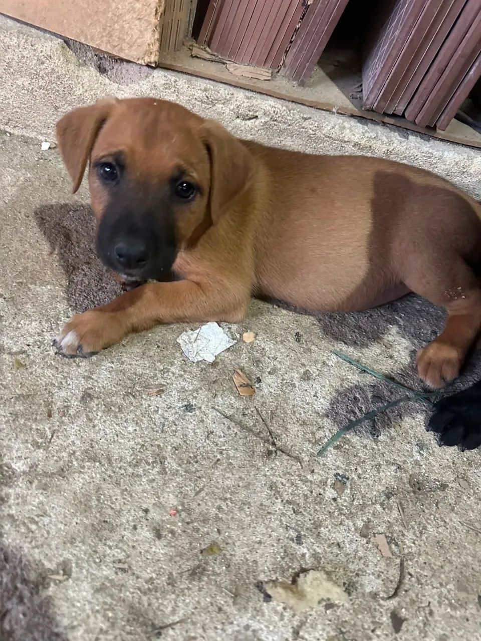 Doação de animais - Foto 3