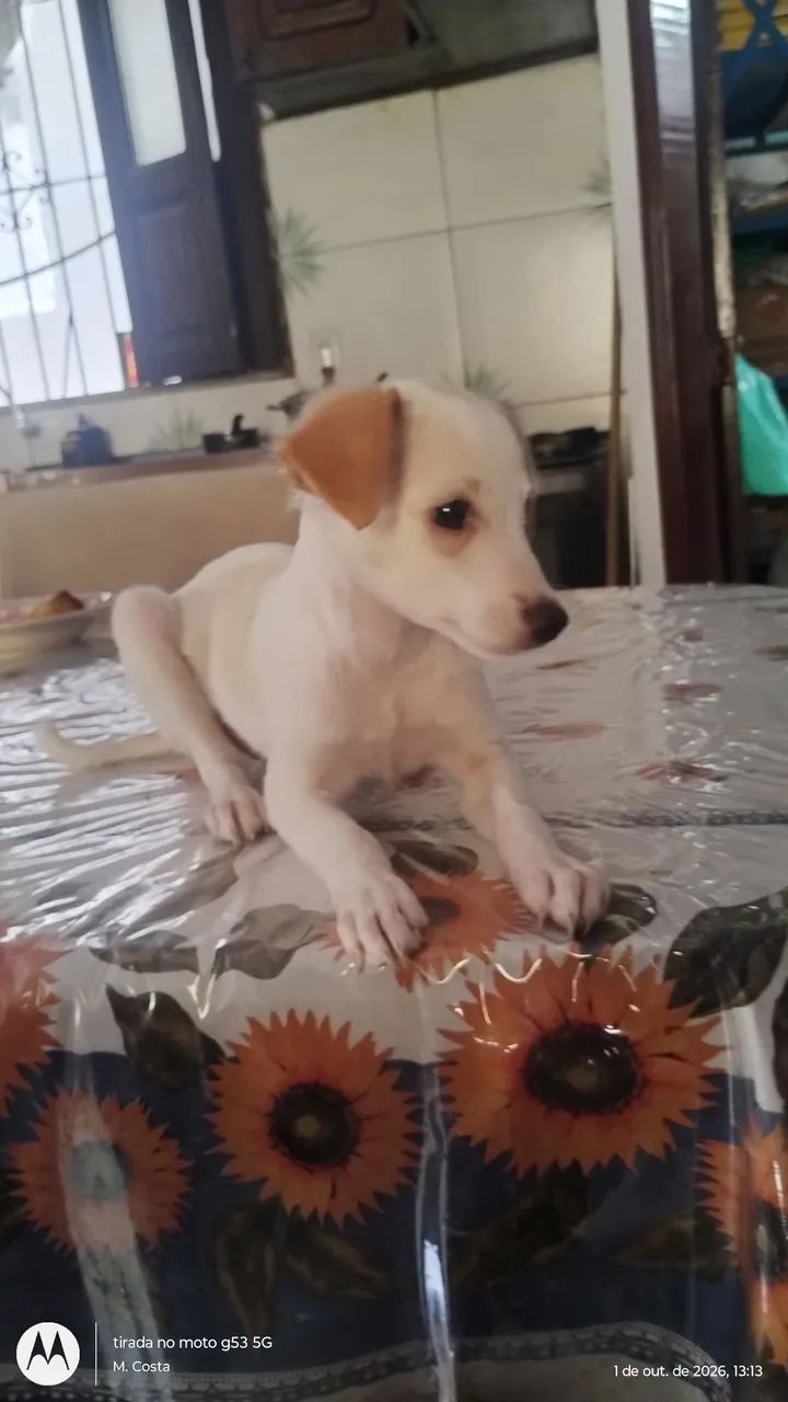 Me adota!! - Foto 3