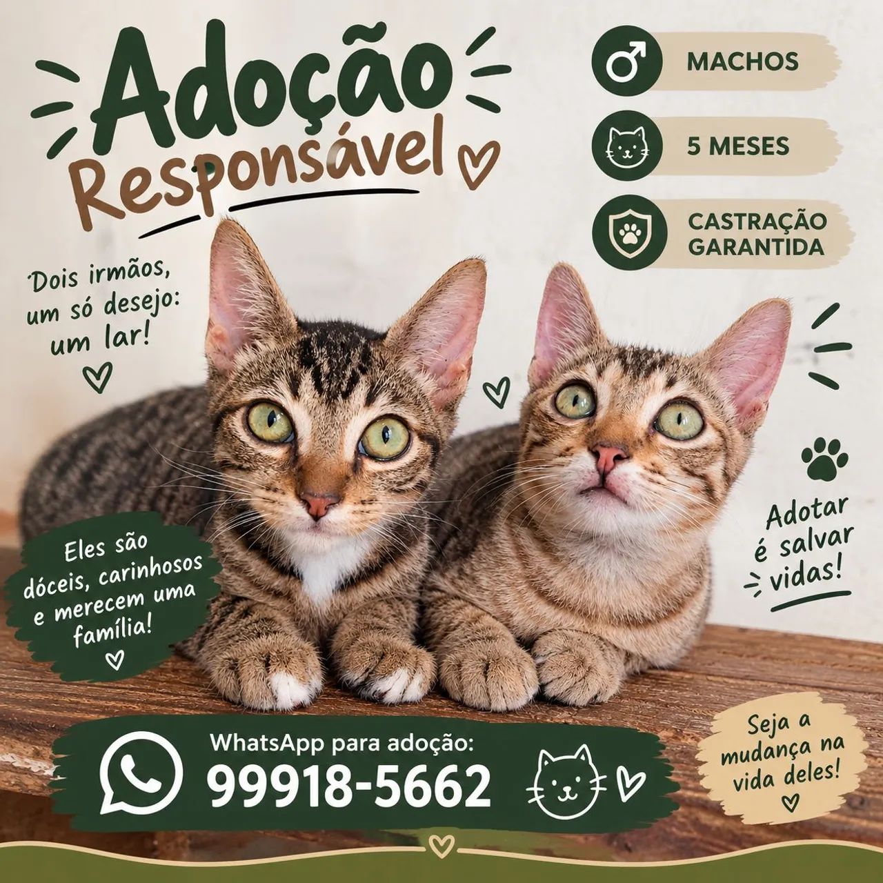 Gatinhos para Adoção Responsável 