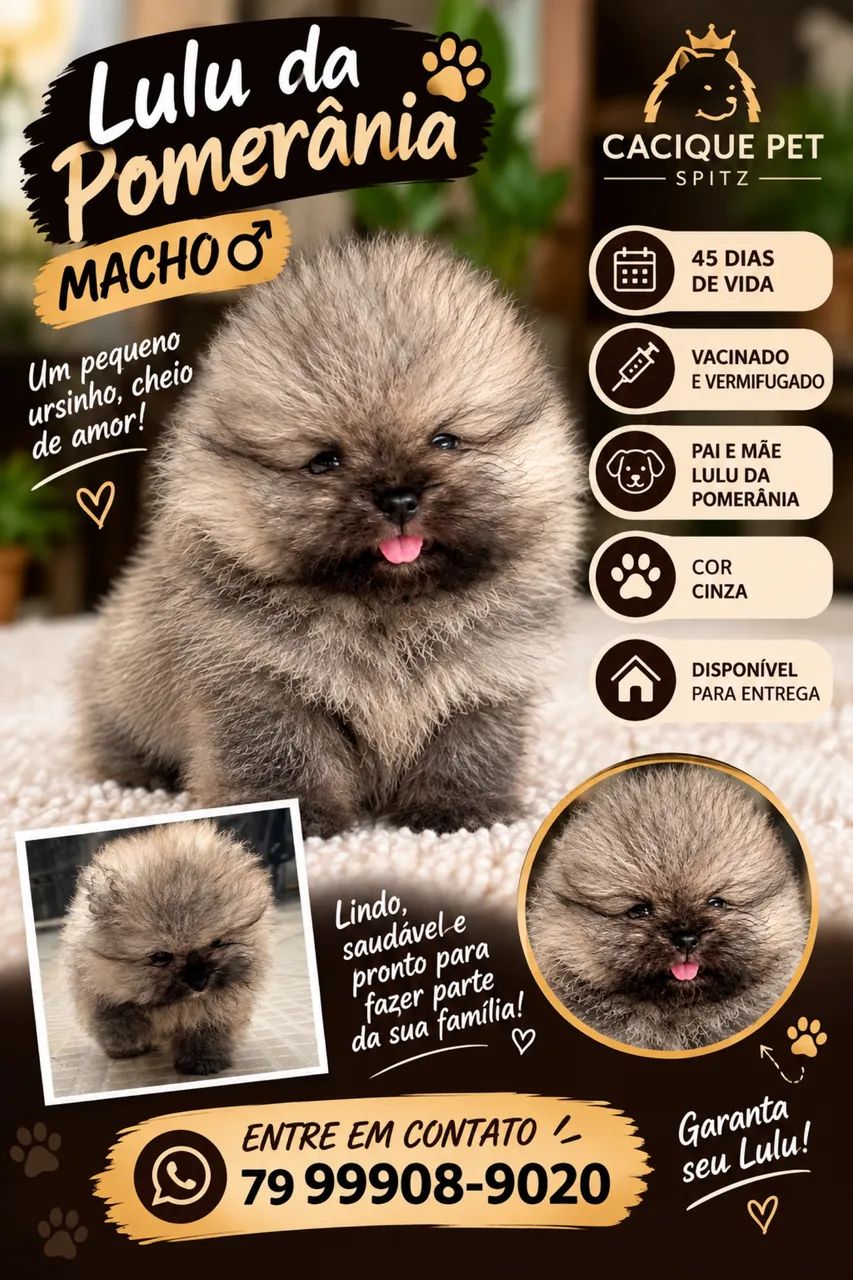 Spitz alemão anão 