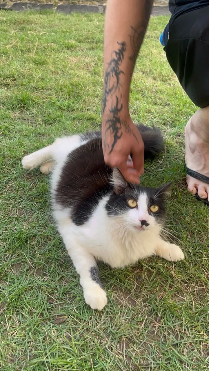 Gata para adoção 