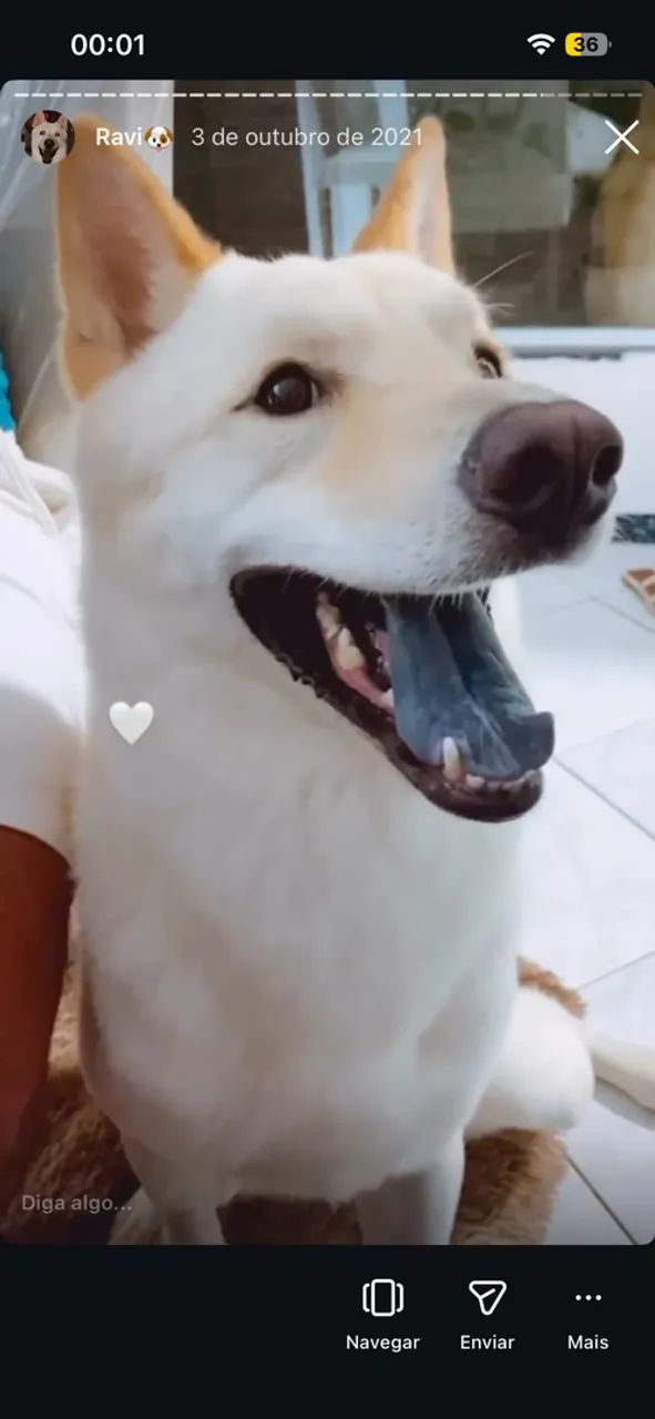 Cachorro chowchow com pastor suíço  - Foto 2
