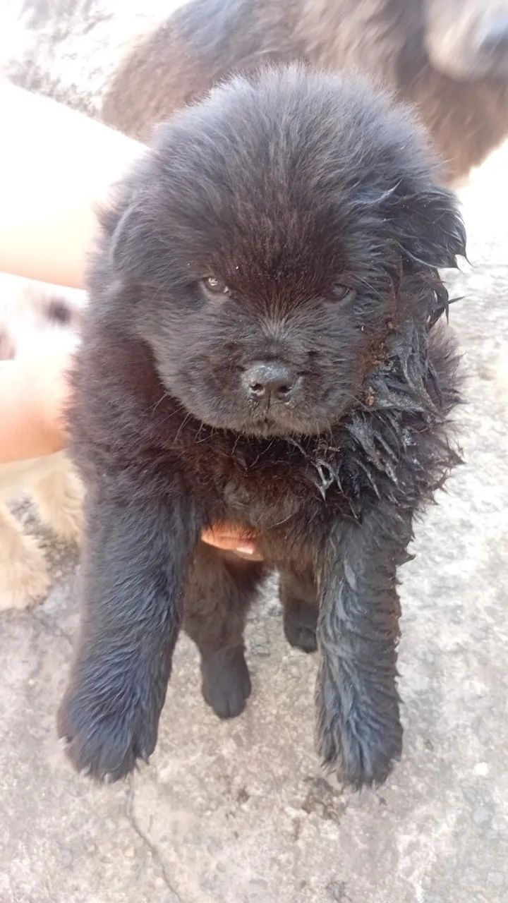 Chow Chow 