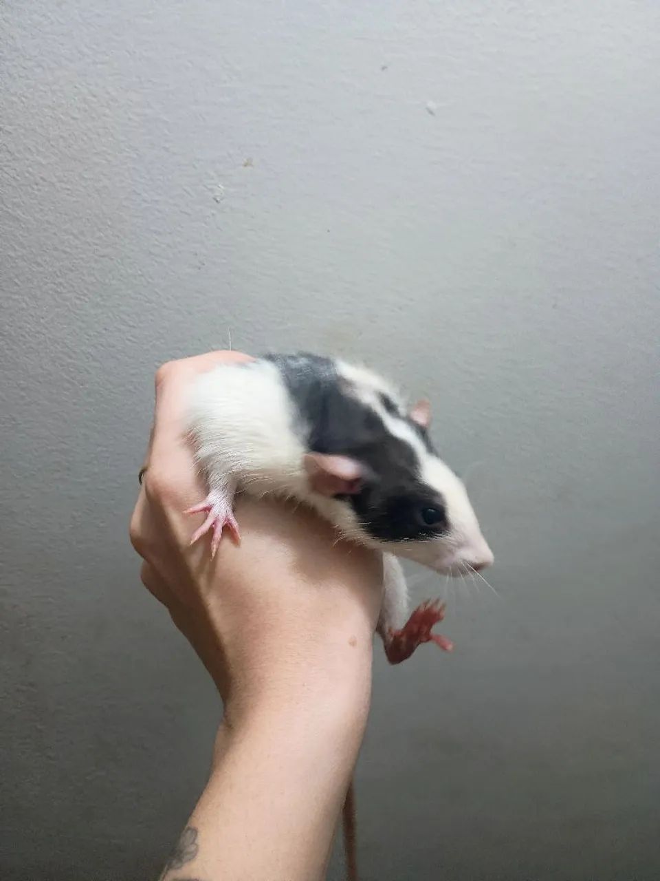 twister macho Dumbo  - Foto 4