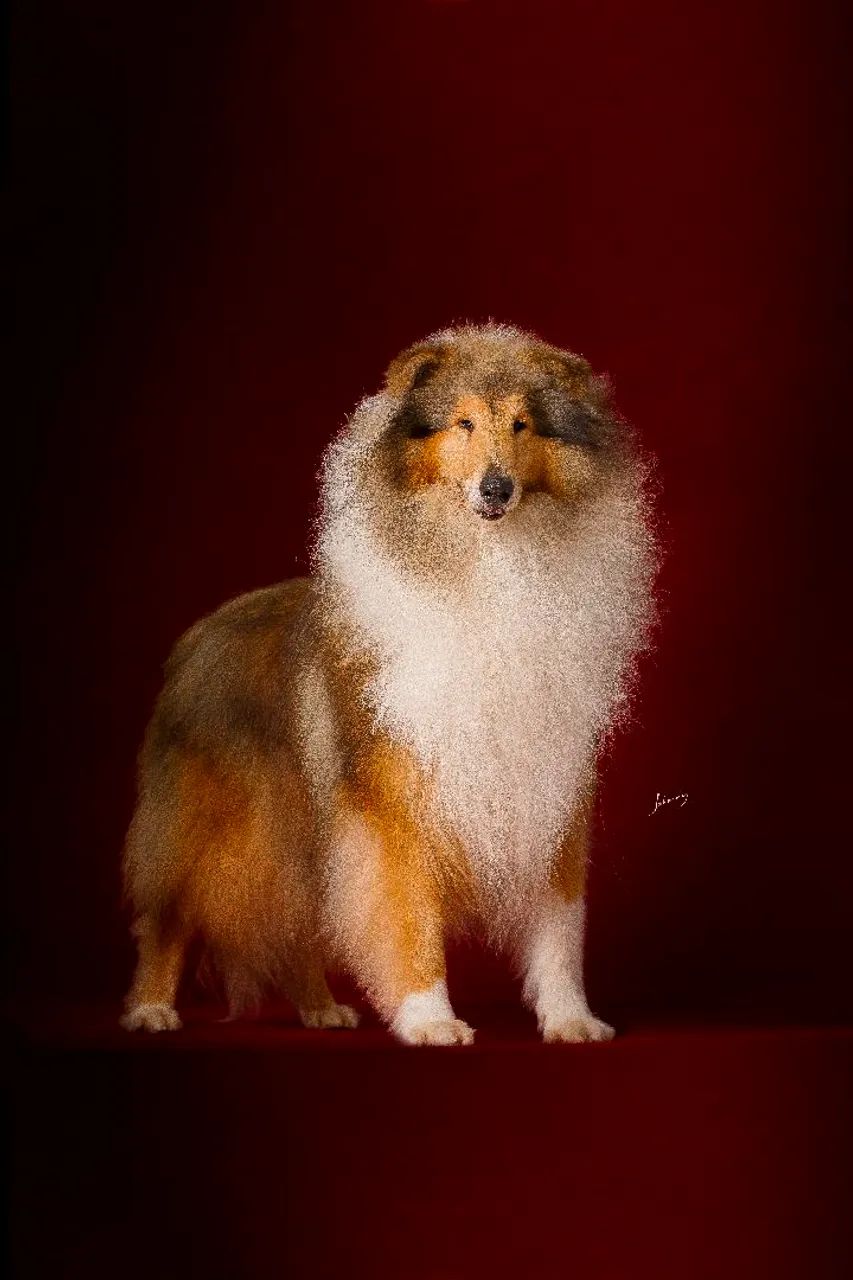 Collie pelo longo (rough collie) - Lassie - Foto 3