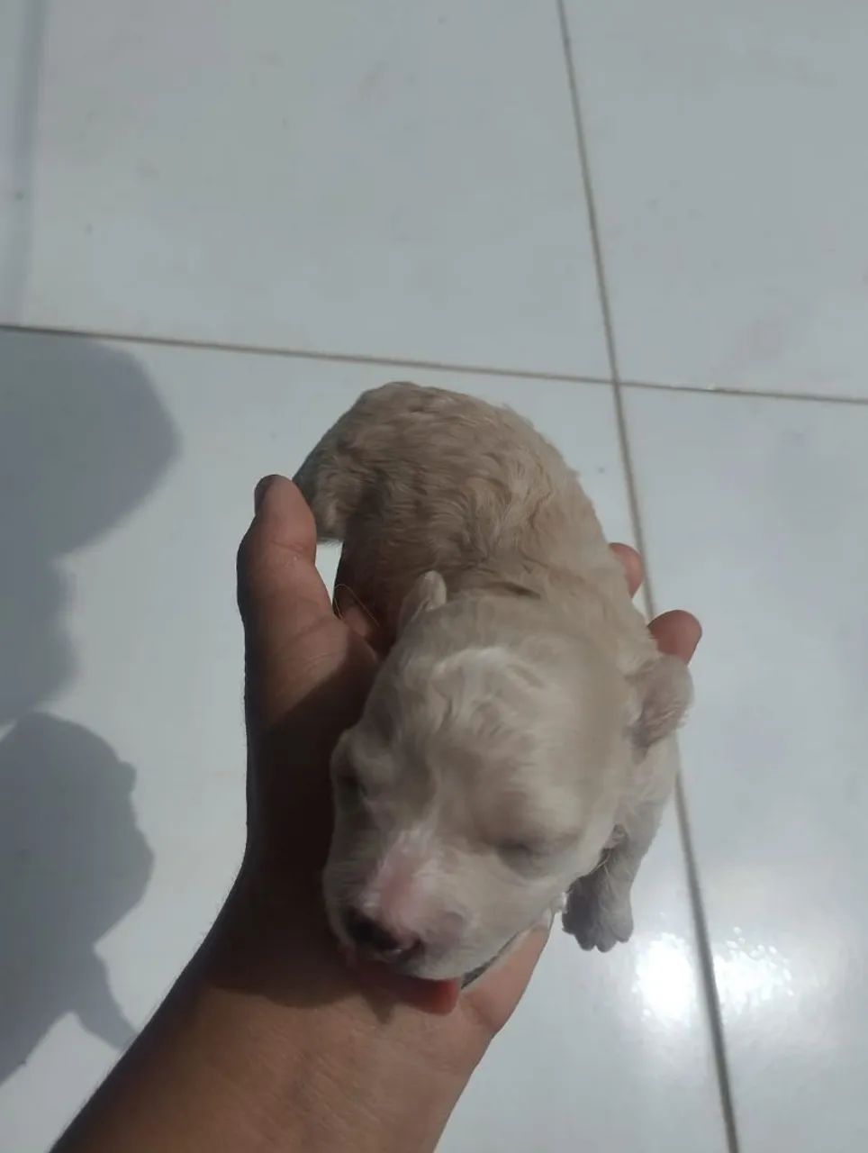 Cachorro Poodle - Foto 2