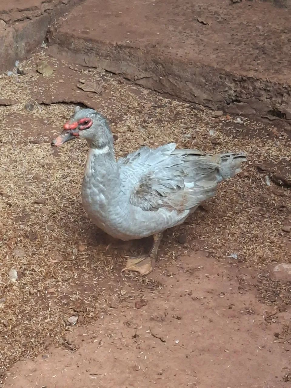 Patos machos - Foto 3