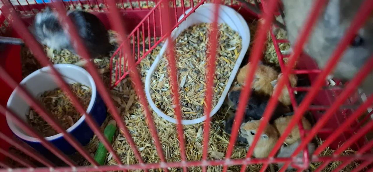 Vendo esquilos gerbil65048997721858123