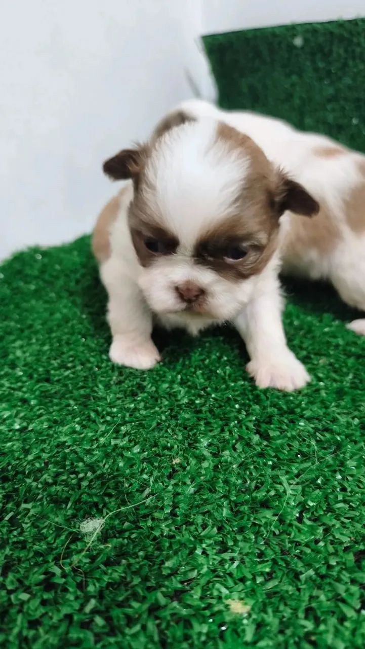 Filhotes de shih-tzu  - Foto 2