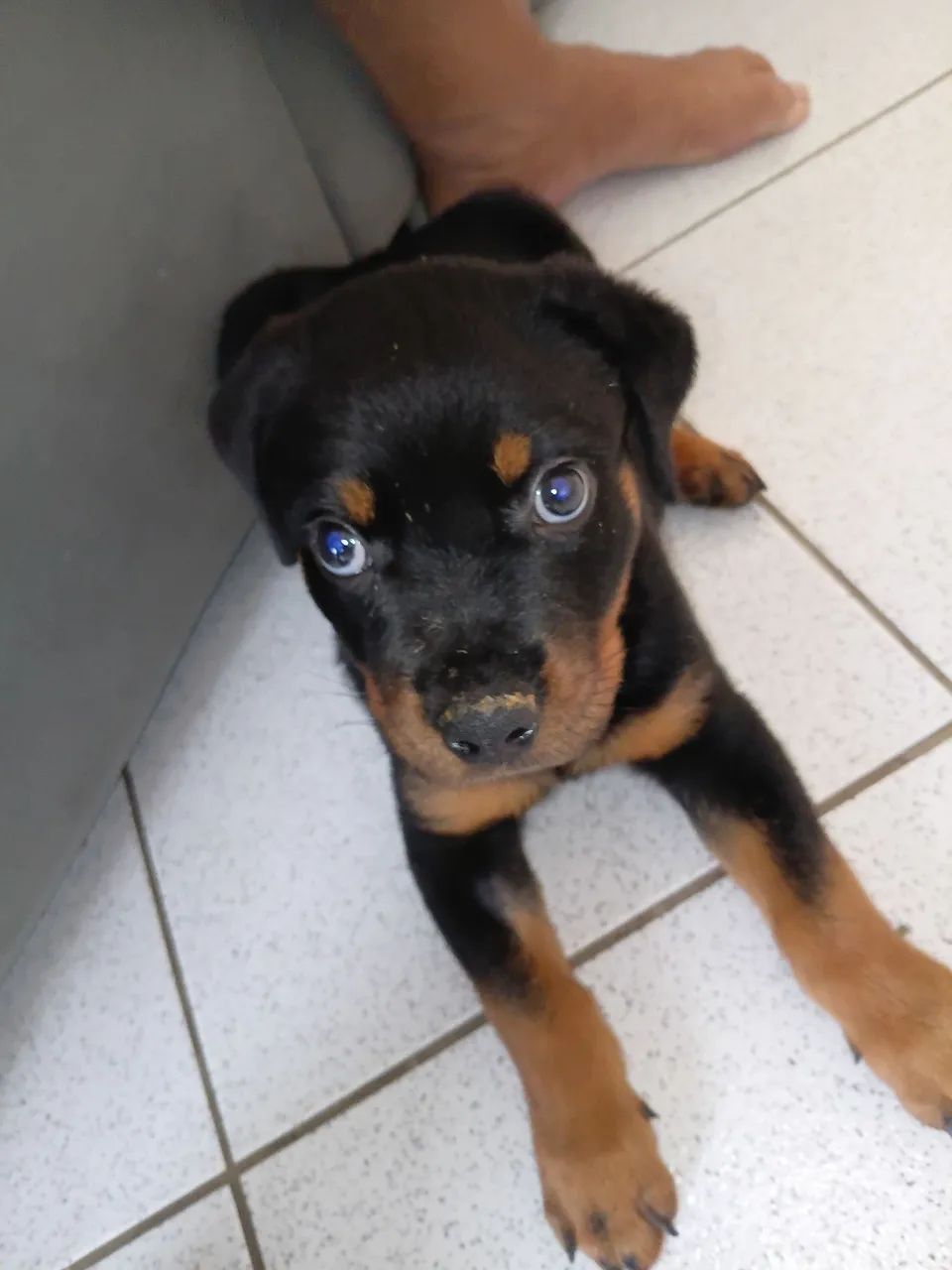 VENDO FILHOTE DE ROTTVALIER  3 MESES. - Foto 2