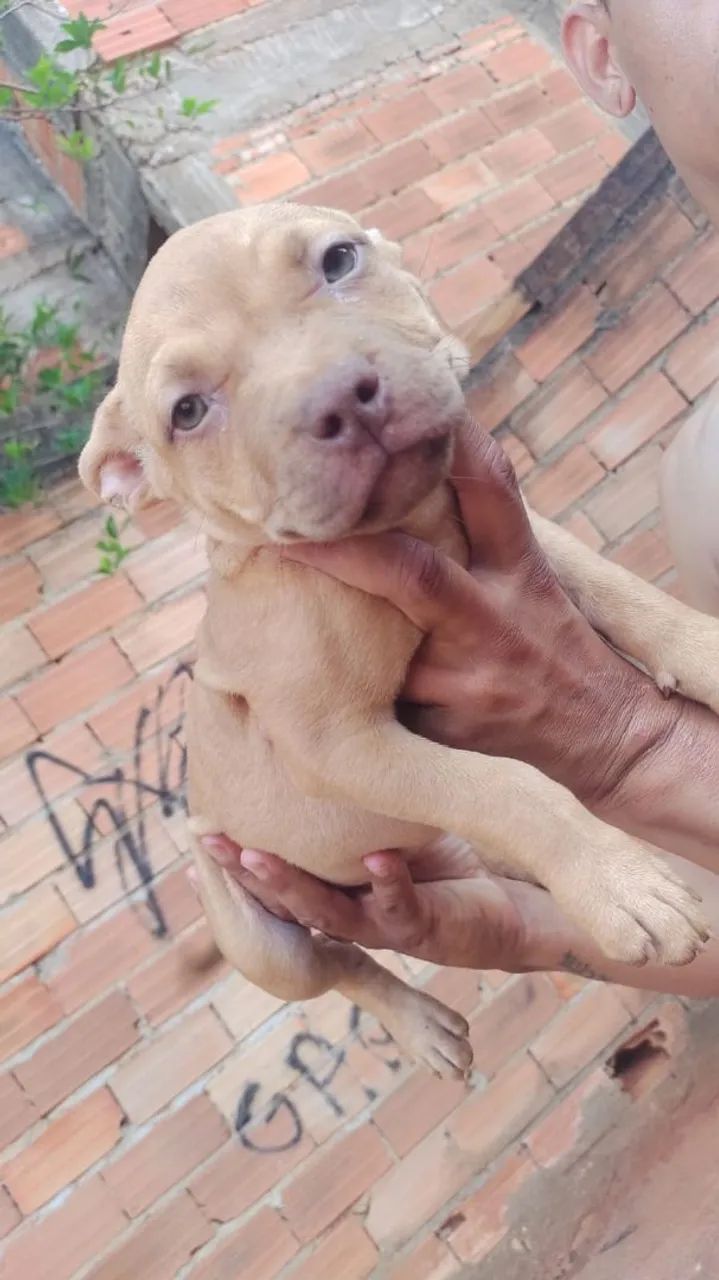 Filhotes de Pitbull