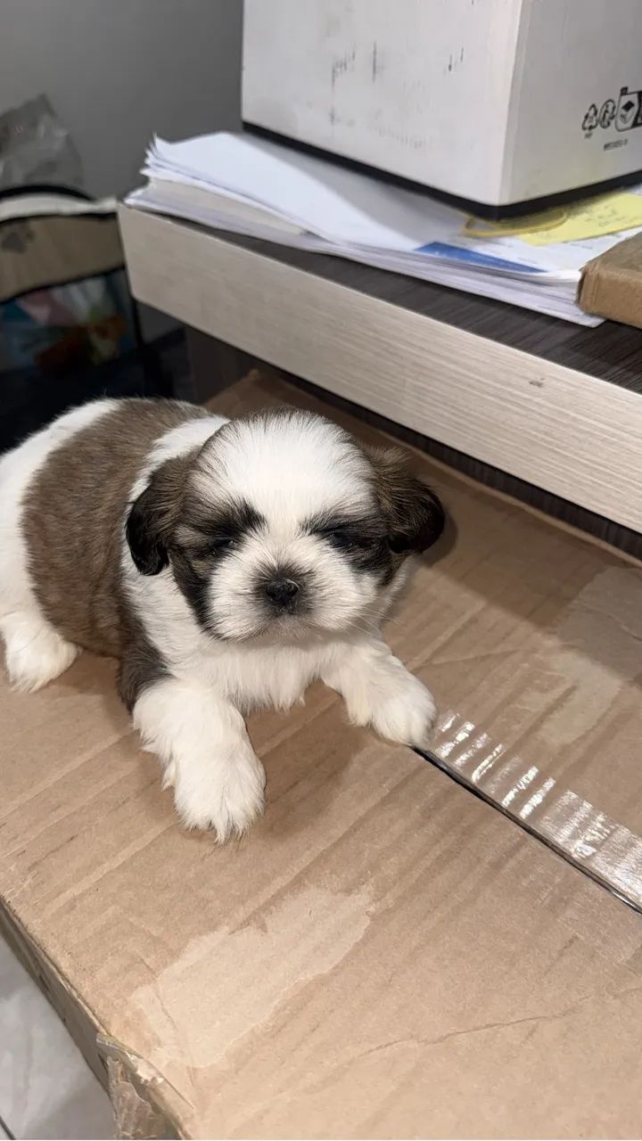 Fêmea shi-tzu - Foto 4