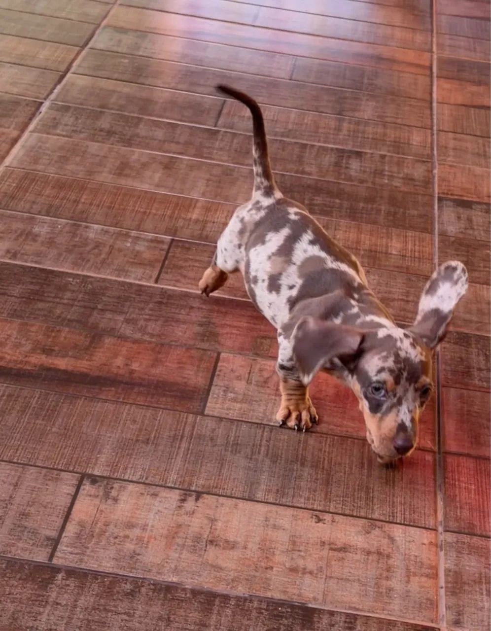 salsicha mofado dachshund