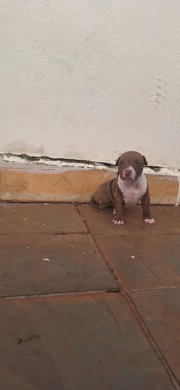 Pitbull  - Foto 4