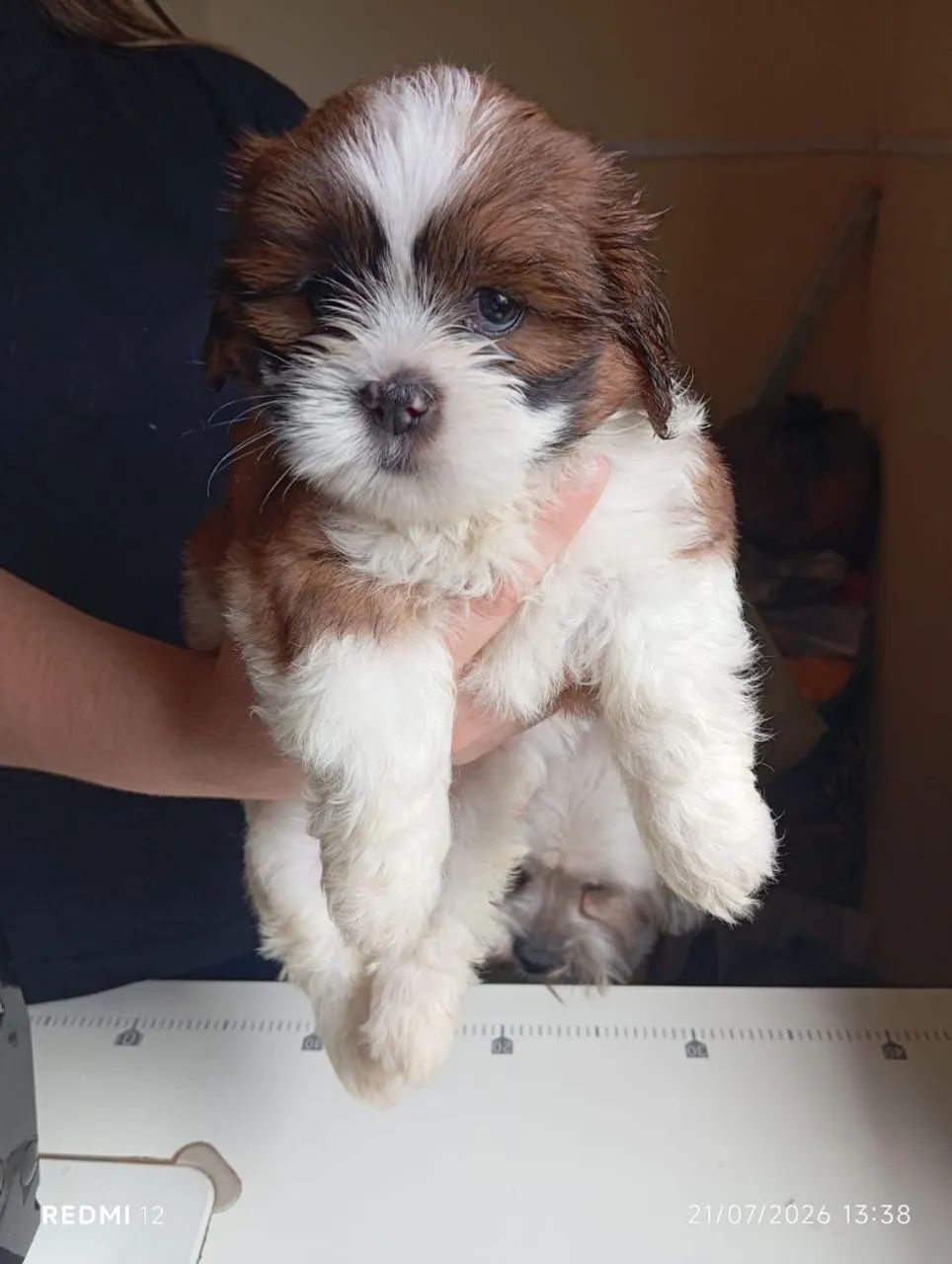 Shih tzu Linda  - Foto 4