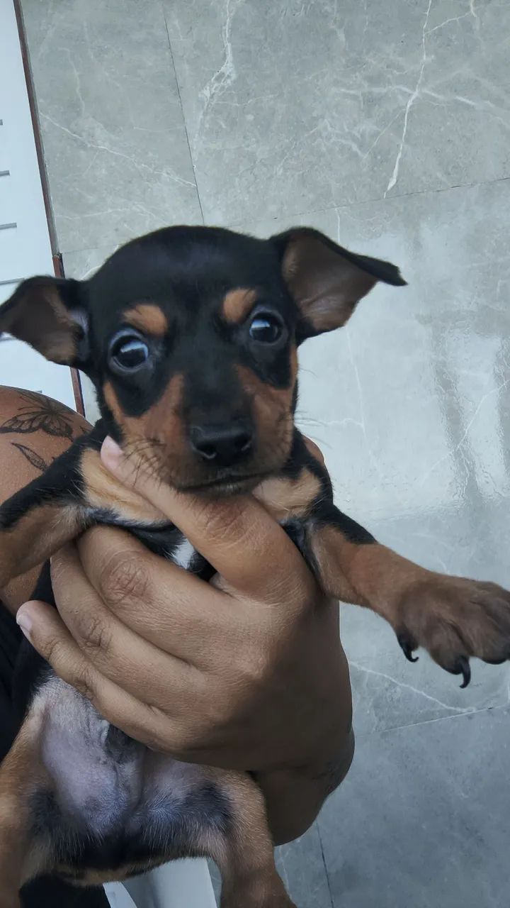 Pinscher  - Foto 3