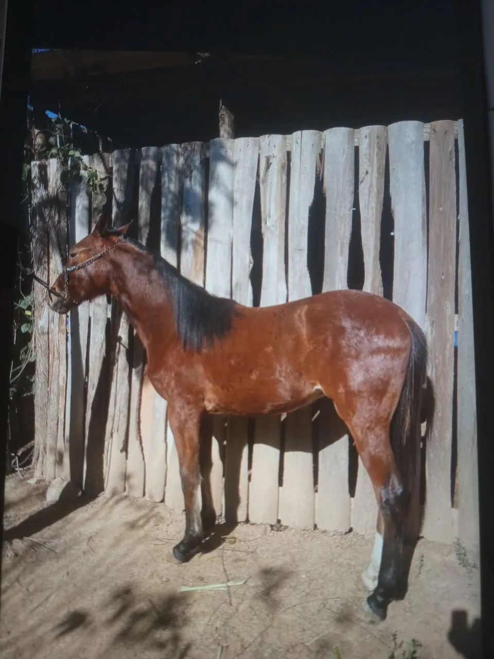 Potro argentino  - Foto 2