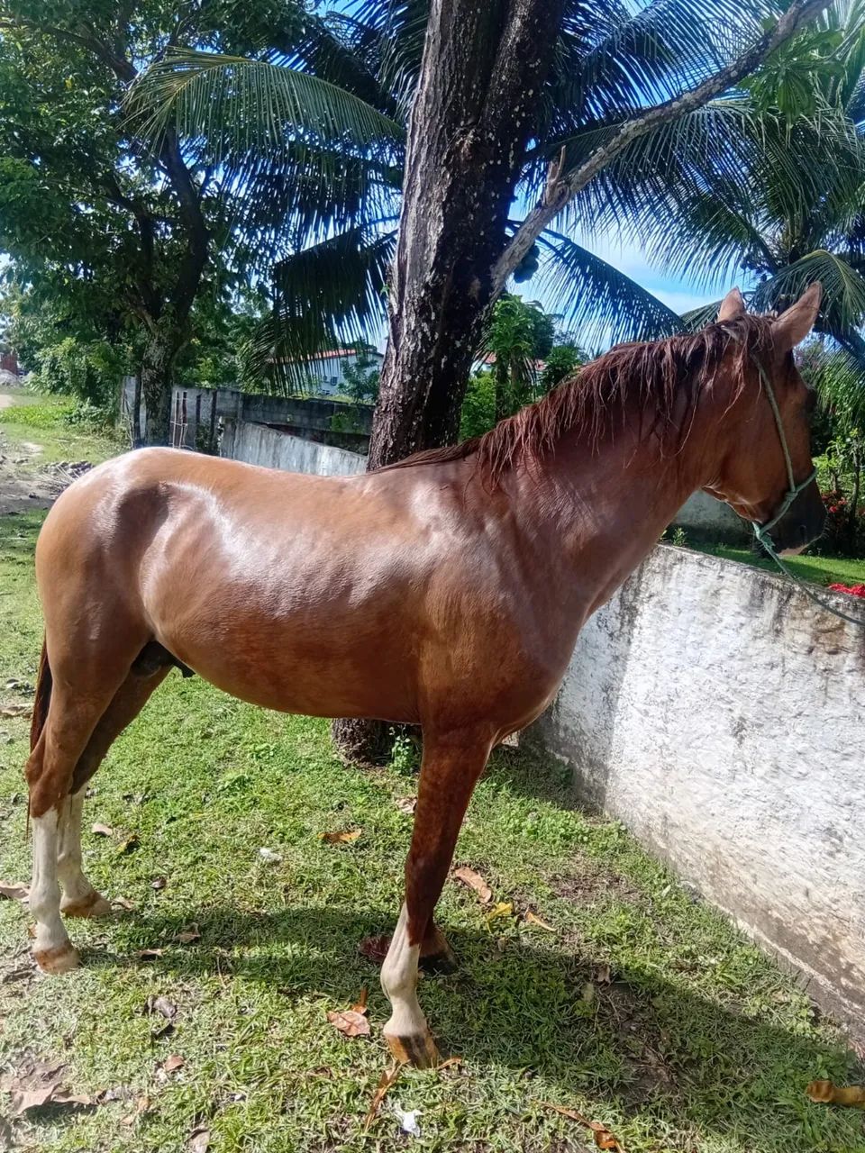 POTRO À VENDA - Quarto de Milha com Sangue Inglês - Foto 3