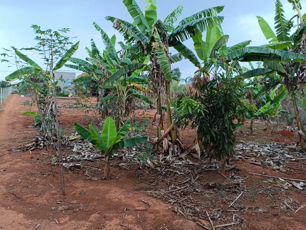 Chácara gameleira de Goiás  - Foto 2