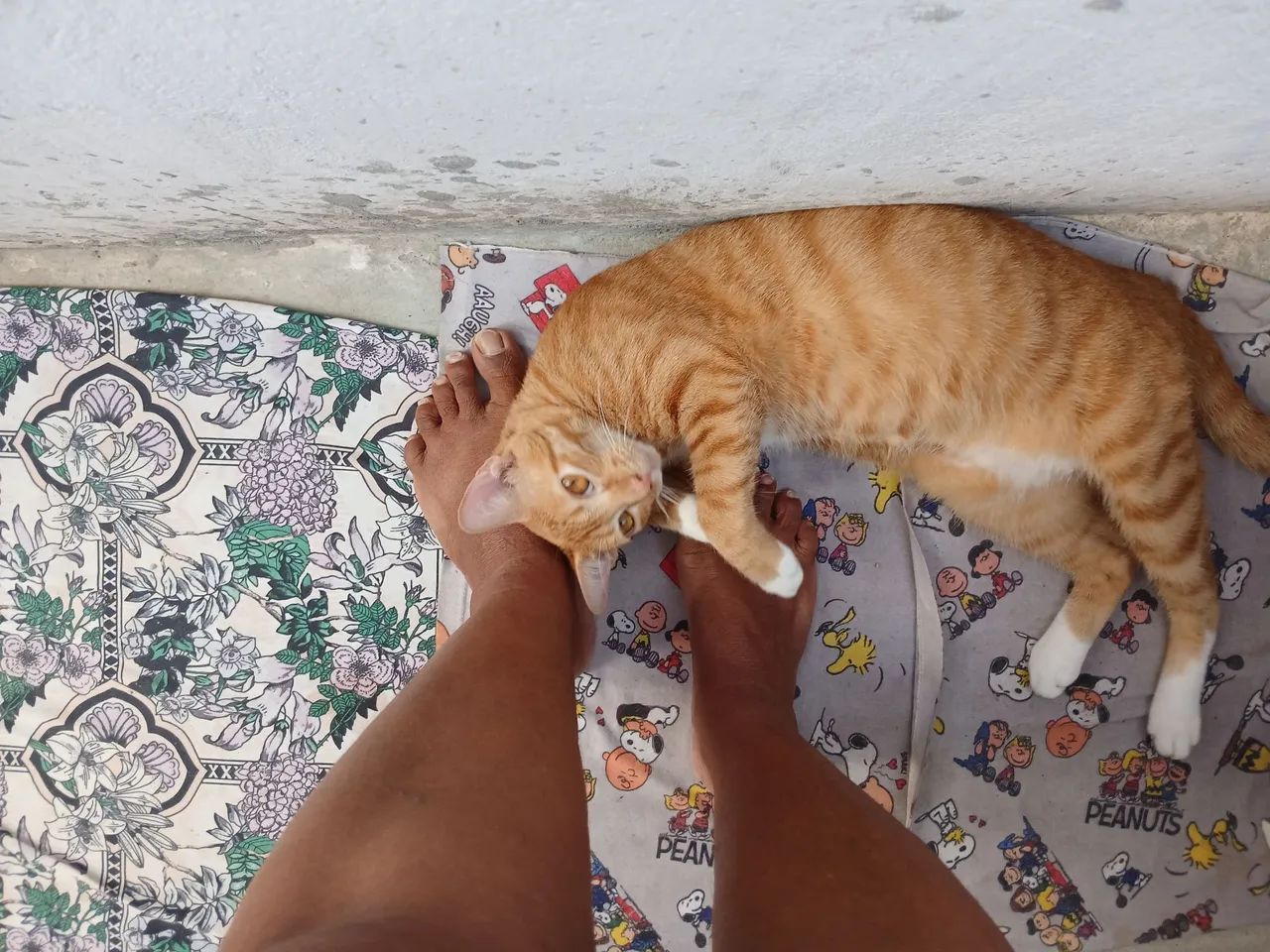 Gato Amarelinho Castrado  - Foto 5