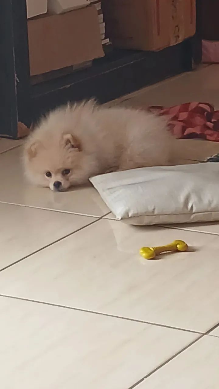 spitz  - Foto 4