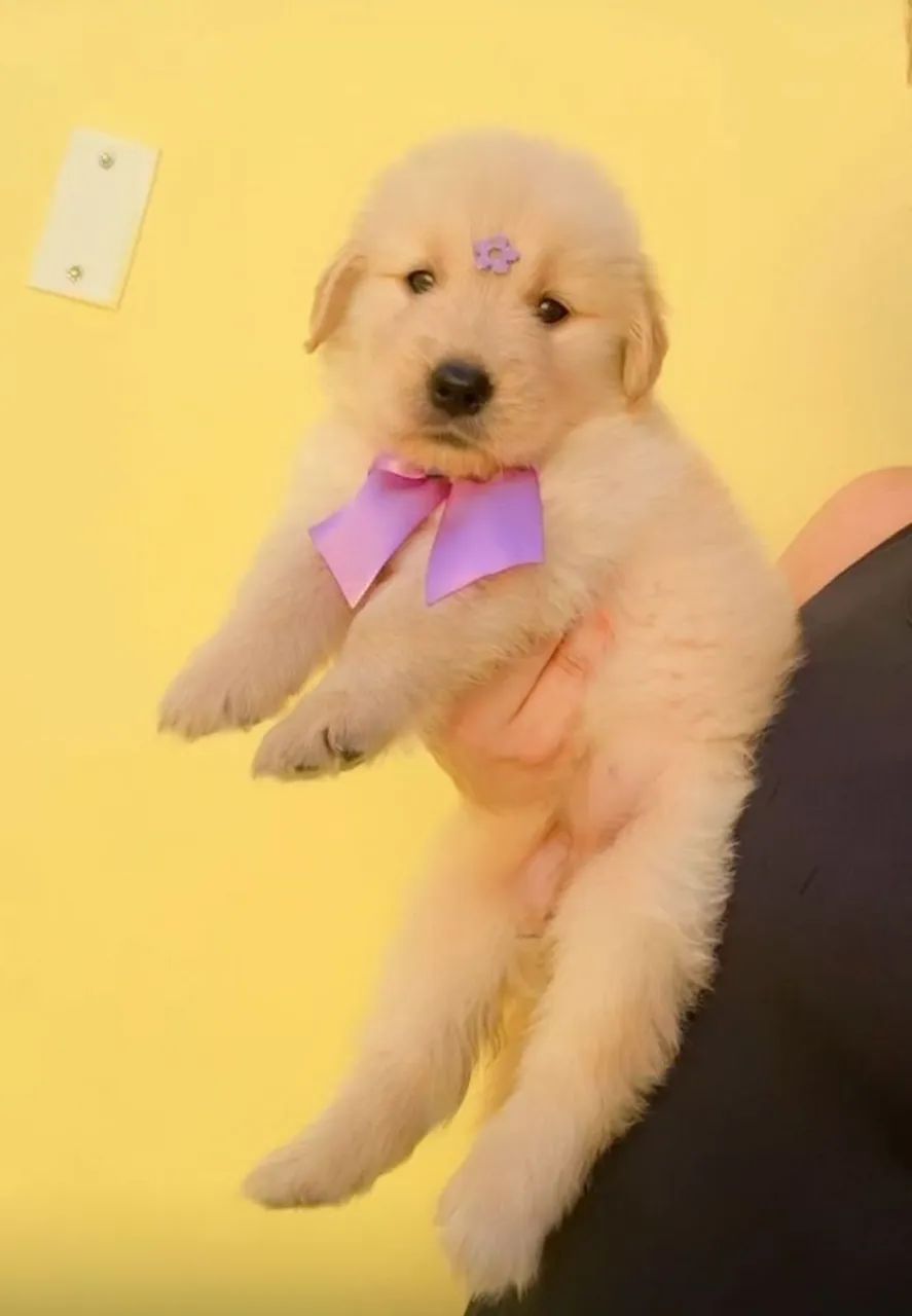 Golden Retriever  - Foto 4