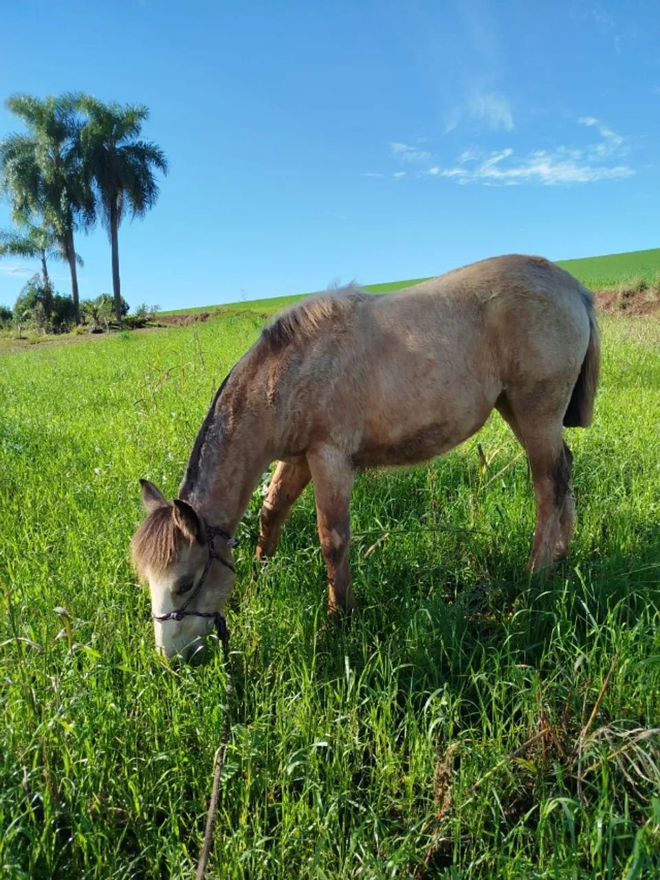Potra Crioula - Foto 5