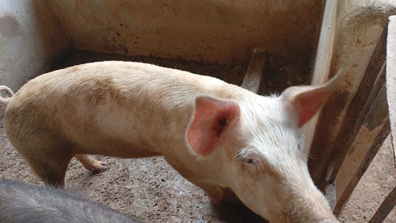 Cachaço e Porca! - Foto 2