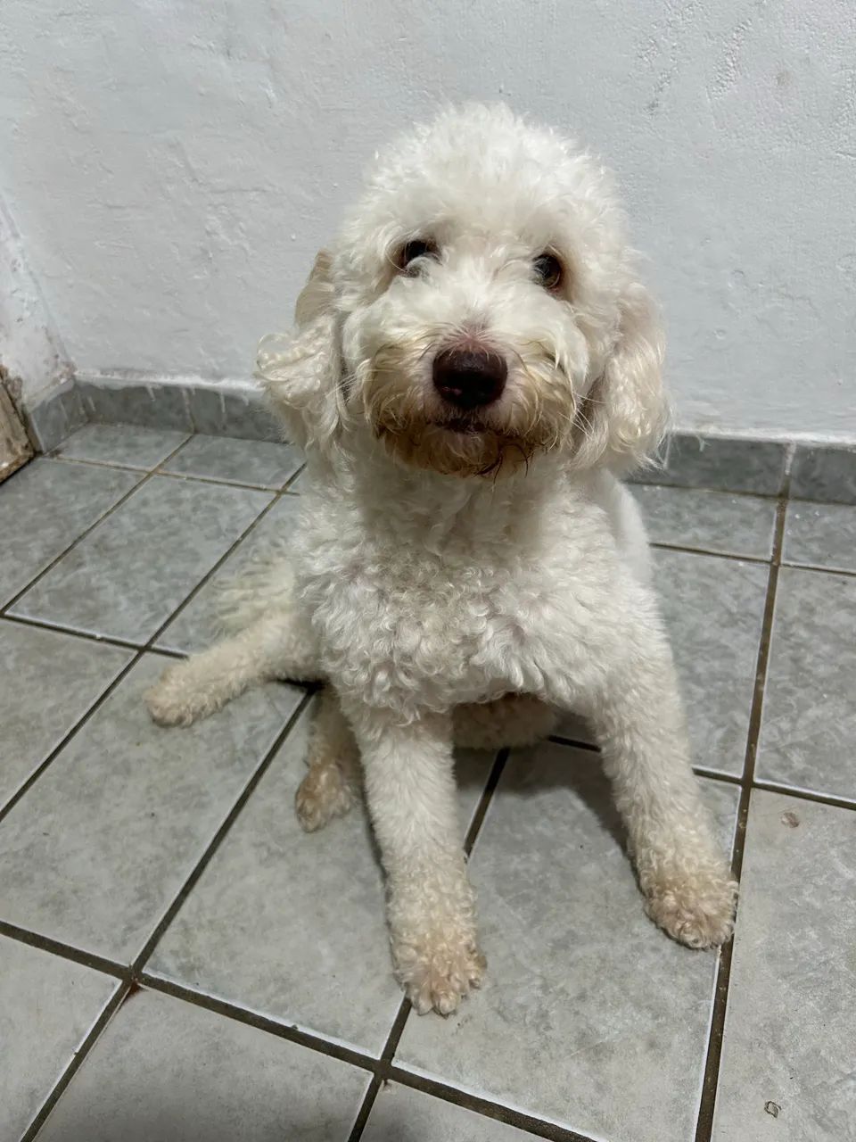 Poodle fêmea pra cruzar  - Foto 2