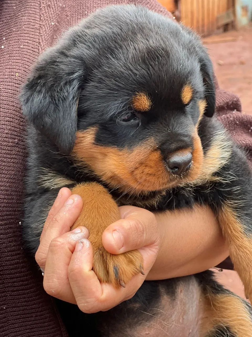 Rottweiler cabeça de touro