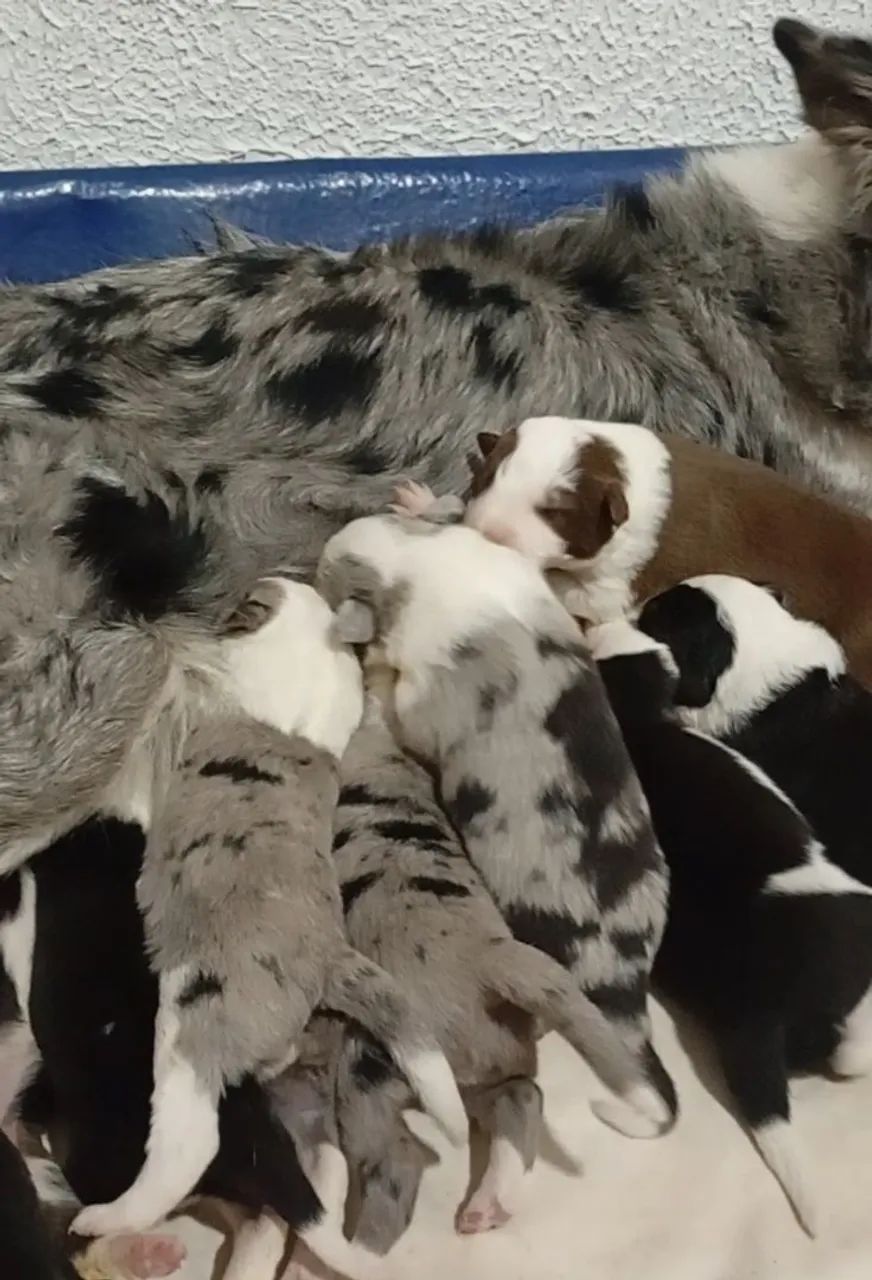Border Collie filhotes