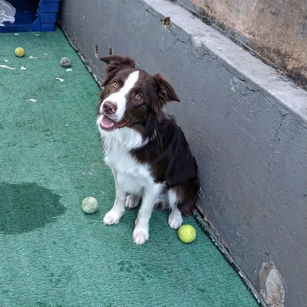 Hospedagem para cães e gatos  - Foto 5