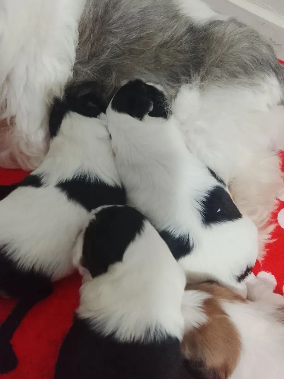 Filhote de shih Tzu - Foto 4