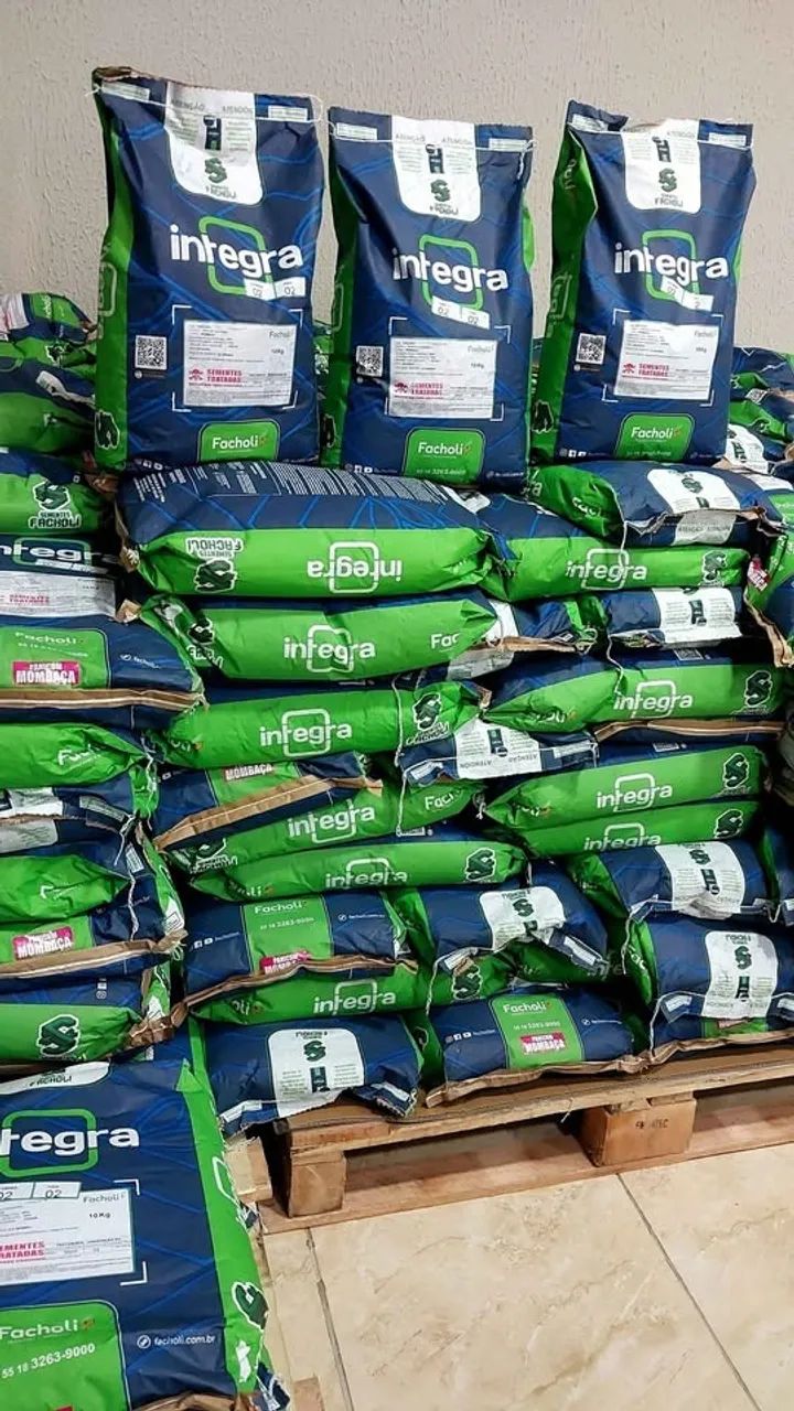 Semente de capim Mombaça 10kg revestida Facholli (Nova) - Foto 3