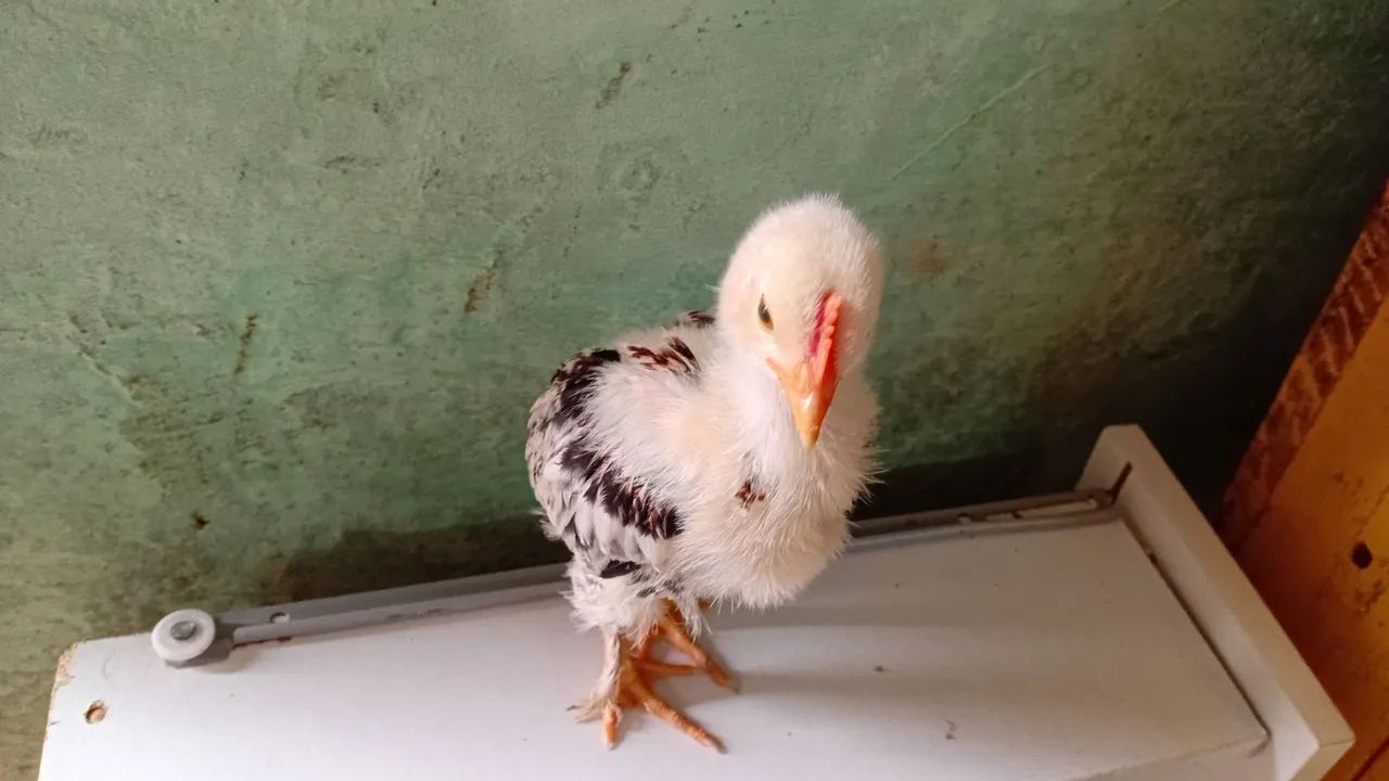 Pintinho Brahma  - Foto 2