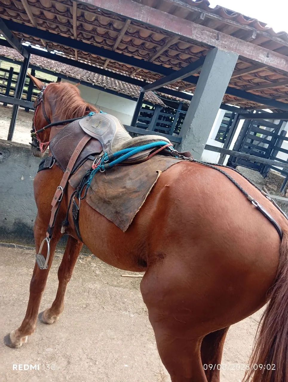 Animal de campo, trabalhar com gado 