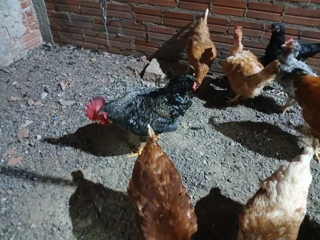Tenho 10 galinhas poedeiras raça Isa Brown pra Vender - Foto 5