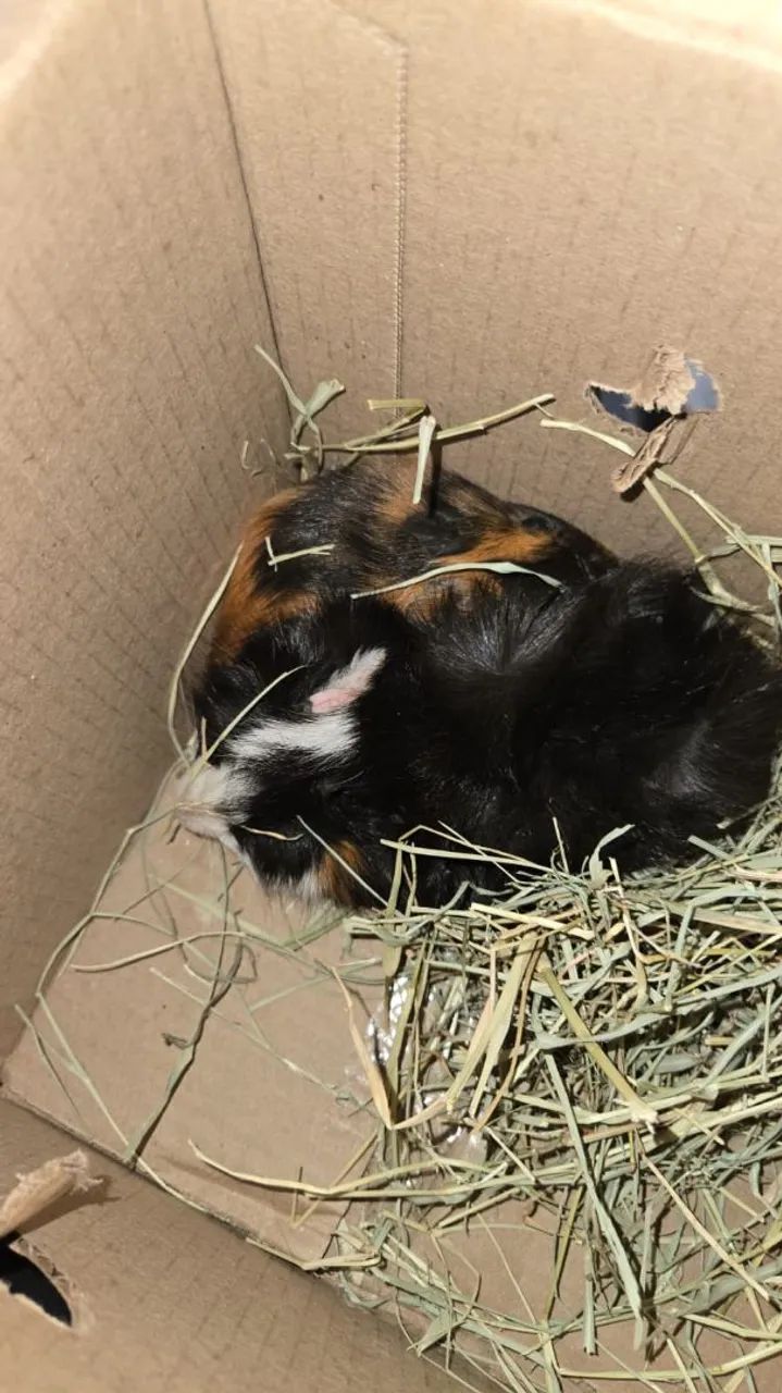 Porco da Índia  - Foto 2
