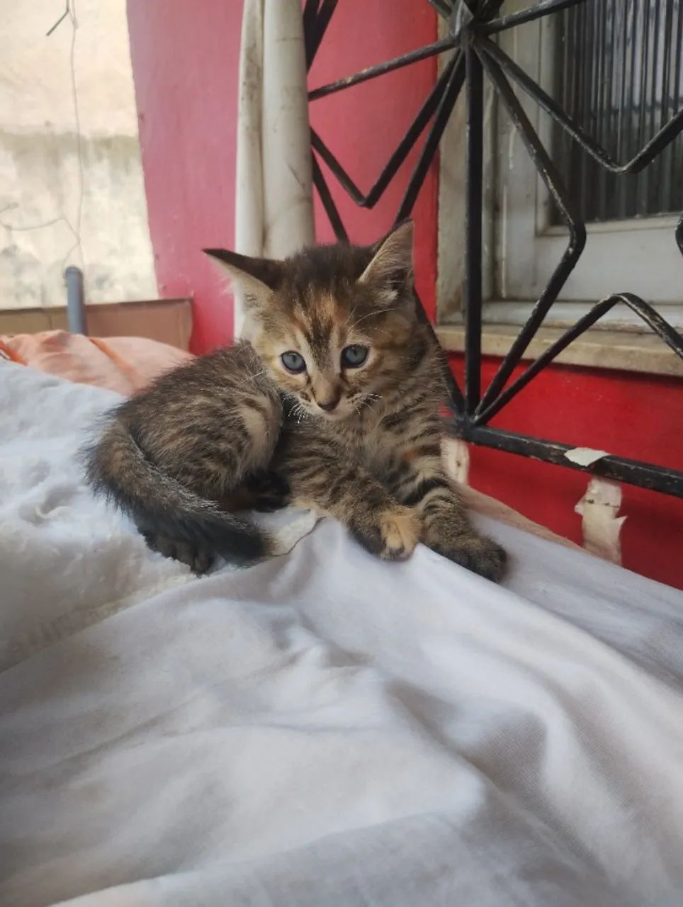 Gatinhos para adoção  - Foto 2