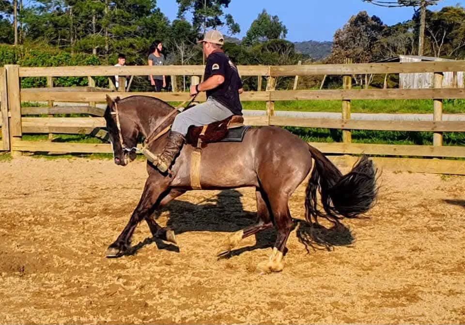 Cavalo criolo  - Foto 3