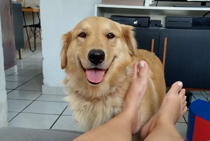 Doação de Golden e beagle 