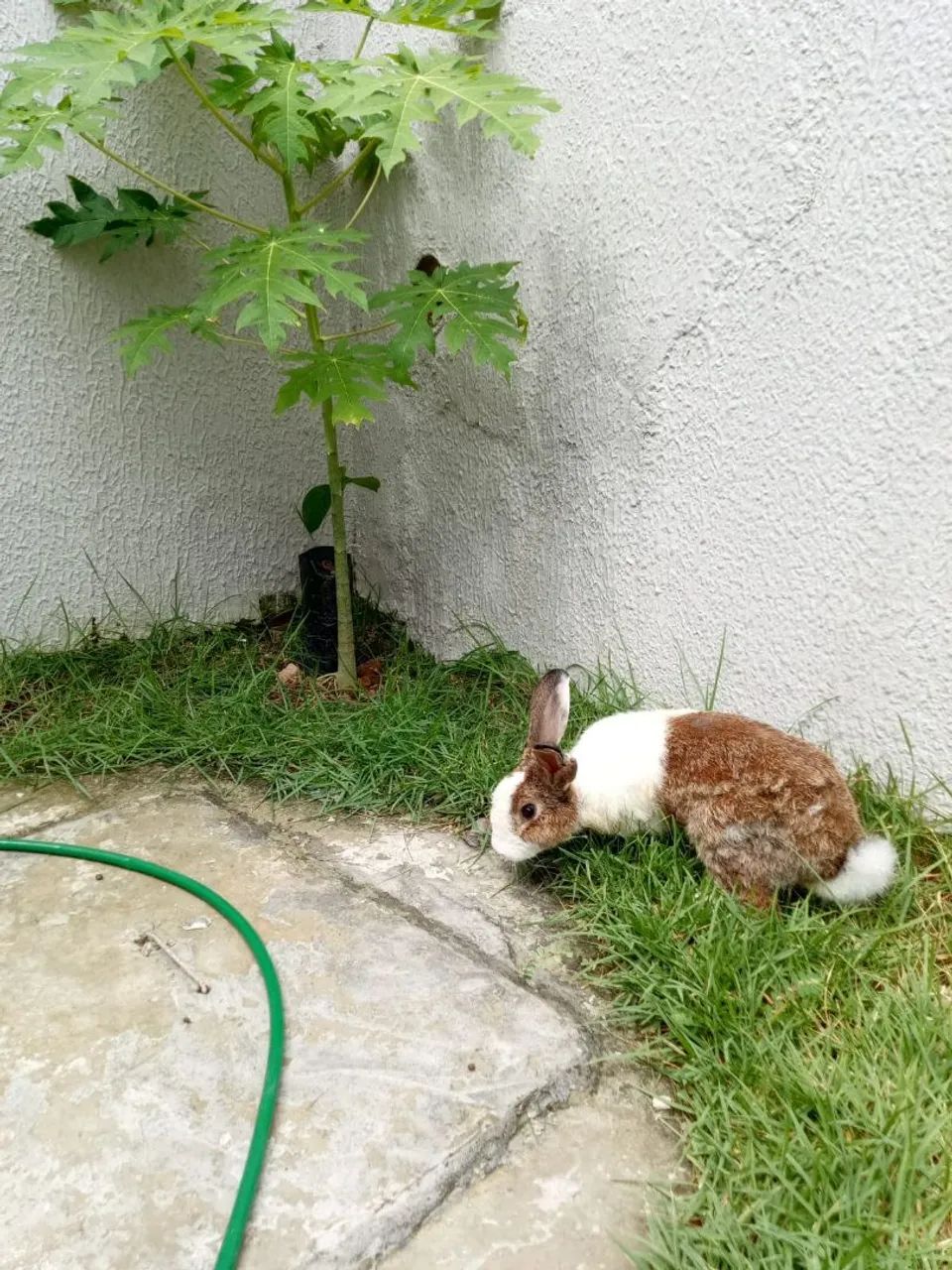 Coelho - Foto 4