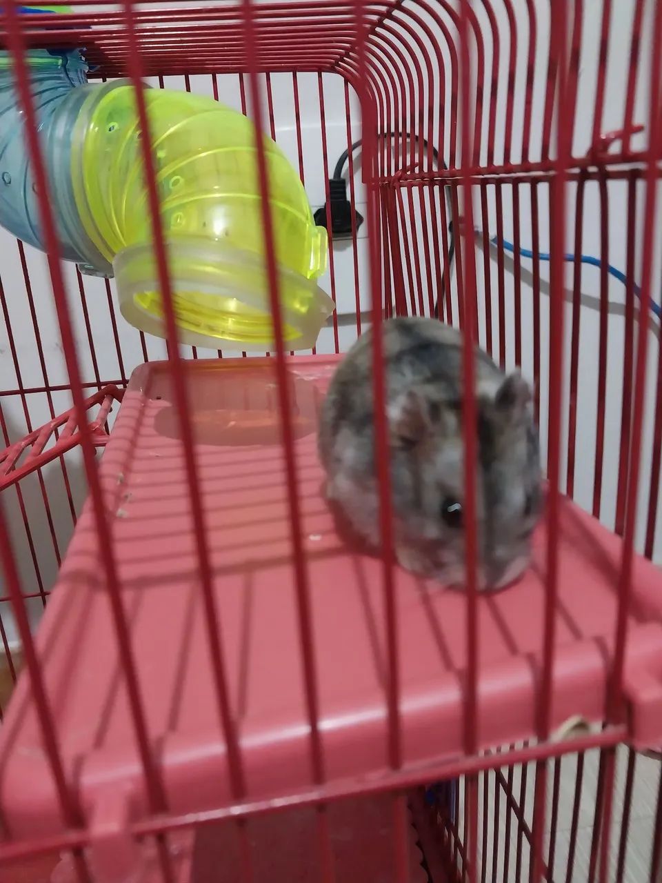 ? HAMSTER ANÃO RUSSO À VENDA! ? - Foto 2